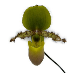 yԂȂz ptBIyfB vi p[vbZX Paph.primulinum var. purpurascens  3 35cm JԃTCY(BS)