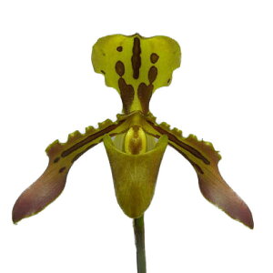 �y�ԂȂ����z �p�t�B�I�y�f�B���� �`�O���i�� Paph.tigrinum (=markianum) �劔 ��k�Ȃ��Ȃ��劔�ł��B ���� 5���� 30cm �J�ԃT�C�Y(BS)