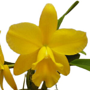 yԂȂz RIJgA AS[h eLi[f Rlc.(Pot.)Memorial Gold eCanaryf BM/JOGA z 3 25cm JԃTCY(BS)