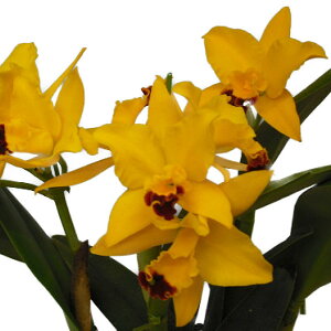 yԂȂz RJgAZ uu eb`f Rth.(Pot.)Love-Love eRichf z 3 30cm JԃTCY(BS)