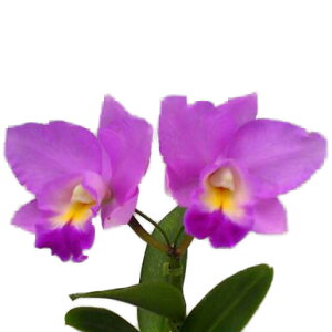 【花なし株】 レリオカトレア コスモアロハ Lc.Cosmo-Aloha 交配種 芳香あり 3号鉢 20cm 開花サイズ(BS)