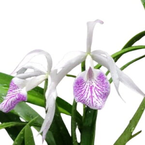 yԂȂz u\JgA [jOO[ Z~Ao Bc.(Bl.)Morning Glory (Semi-alba) z 3 25cm JԃTCY(BS)