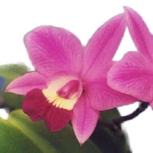 yԂȂz JgA GL]`bNX}C C.(Lc.)Exotic Smile z F 3 20cm JԃTCY(BS)