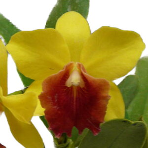 【花なし株】 リンコレリオカトレア リトルトシエ ‘ソレイユ’ Rlc.(Pot.)Little Toshie ‘Soleil’ BM/JOGA 交配種 3号鉢 25cm 開花サイズ(BS)