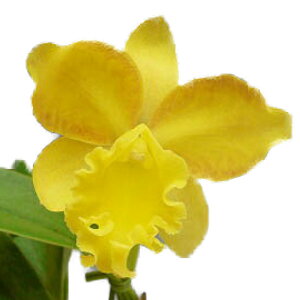 yԂȂz RJgAZ t[Xsbg eJ[f Rth.(Pot.)Free Spirit eCarmelaf z 3 20cm JԃTCY(BS)