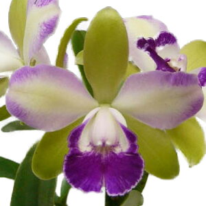 【花付き株】 リンコレリオカトレア イエンコロナ ‘グリーンベイル’ Rlc.Yen Corona ‘Green Veil’ 交配種 3号鉢 35cm 開花サイズ(BS)