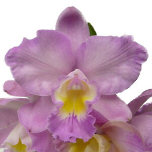 yԂȂz \tIJgA hXAh oC eNX}X[Yf Slc.(Ctt.)Doris and Byron eChristmas Rosef (Slc.Love Castle x C.Candy Tuft) z 3 20cm JԃTCY(BS)