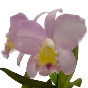 yԂȂz JgAZ tFA[h eAf Ctt.(Sc.)Fairyland eAnnf z 3 25cm JԃTCY(BS)