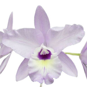 yԂȂz IJgA ObhfCY eiCeB[Yf Lc.Good Days eNinetysf SBM/JOGA AM/RHS z 3.5 25cm JԃTCY(BS)