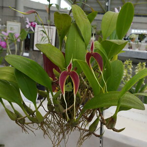 yԂȂz o{tB uC eNvrbOf Bulb.blumei eClamp Bigf 3 15cm JԃTCY(BS)