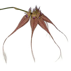 yԂȂz o{tB u[ GUxX Bulb.Lovely Elizabeth z 3 20cm JԃTCY(BS)bulb-hy-0001