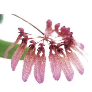 yԂȂz o{tB Mt eg[L[f Bulb.longiflorum eTokyof  3 25cm JԃTCY(BS)