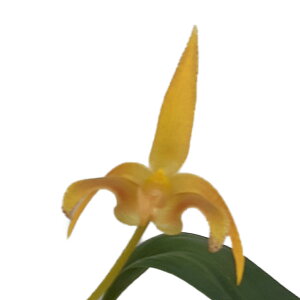 �y�ԂȂ����z �o���{�t�B���� ���r�[ �e�L���V�[�X�S�[���h�f Bulb.lobbii �eKathys Gold�f AM/AOS ���� 3���� 20cm �J�ԃT�C�Y(BS)23762