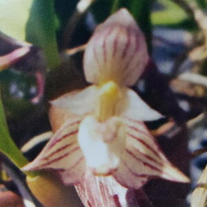 yԂȂz o{tB AuVA e}nf Bulb.ambrosia eYamaharuf  3 15cm JԃTCY(BS)