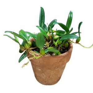 yԂȂz o{tB VIL Ao Bulb.lasiochilum var. album  3 15cm JԃTCY(BS)