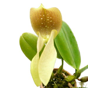 yԂȂz o{tB OfBt eN^f Bulb.grandiflorum eWakutaf BM/JOGA  3 20cm JԃTCY(BS)