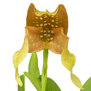 �y�ԂȂ����z �o���{�t�B���� �O�����f�B�t���G���� �e�G�����f Bulb.grandiflorum �eElm�f SM/JOGA ���� 3.5���� 30cm �J�ԃT�C�Y(BS)
