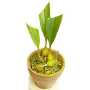 yԂȂz o{tB X}gi Bulb.sumatrana  3 15cm JԃTCY(BS)