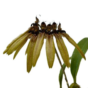 yԂȂz o{tB Ex` Bulb.umbellatum eLilf HCC/AOS  3 25cm JԃTCY(BS)