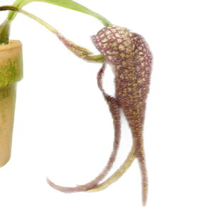 yԂȂz o{tB MZp Bulb.longisepalum  3 15cm JԃTCY(BS)