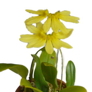 yԂȂz o{tB Xs[V[Y 3177 CG[ Bulb.sp. 3177 (YELLOW)  3 20cm JԃTCY(BS)3177-73349