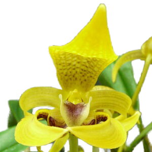 yԂȂz o{tB fAC erbOCG[f Bulb.dearei eBig Yellowf eBig yellowf  3 20cm JԃTCY(BS)