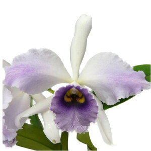 yԂȂz JgA V[W[uO eu[CfBSf C.(Lc.)C. G. Roebling (1895) eBlue Indigof AM/AJOS z 5 50cm JԃTCY(BS)