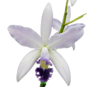 yԂȂz JgA }[Z~_ eiCgXJCf C.(Lc.)Marcello Miranda eNight Skyf z 3.5 35cm JԃTCY(BS)