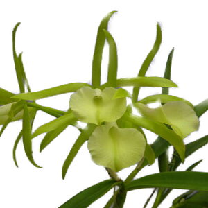 yԂȂz u\JgA X^[IuCS eAc~f Bc.Star of Irago eAtsumif BM/JOGA z 3.5 40cm JԃTCY(BS)