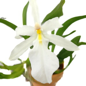 yԂȂz ~^_ XyN^rX Ao Miltada spectabilis var. alba  3 25cm JԃTCY(BS)23756