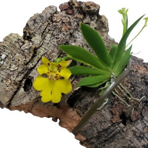 yԂȂz GVi vV Ercn.(Onc.)pusilla ͂܂łB  RNt 10cm JԃTCY(BS)