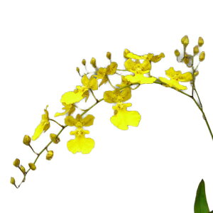 yԂȂz IVW[ gGWF Onc.Little Angel z 2.5 10cm JԃTCY(BS)