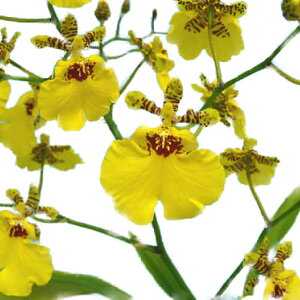 【花付き株】 オンシデサ アロハイワナガ Oncsa.(Onc.)Aloha Iwanaga 交配種 3号鉢 30cm 開花サイズ(BS)