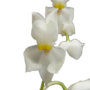 yԂȂz IXObT vP Osmgls.pulchellum  3 30cm JԃTCY(BS)