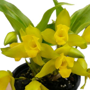 yԂȂz JXe A}`J Lyc.aromatica  F 3 20cm JԃTCY(BS)