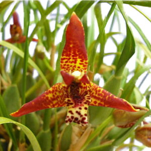 yԂȂz }LVA ekCtHA Max.tenuifolia  F 3 25cm JԃTCY(BS)