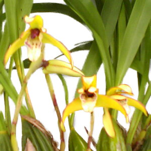 yԂȂz }LVA }[Wi[^ Max.marginata  F 3 25cm JԃTCY(BS)