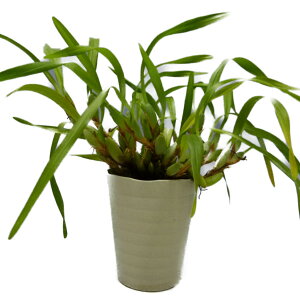 yԂȂz }LVA oArX IW Max.(Molca.)variabilis (Orange)  F 3 20cm JԃTCY(BS)