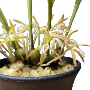 yԂȂz }LVA wjVAi Max.hennisiana  3 25cm JԃTCY(BS)