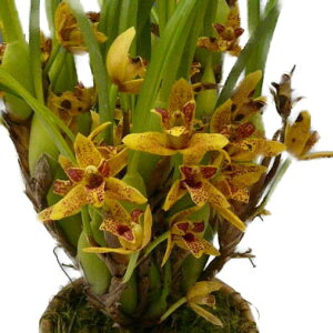 yԂȂz }LVA Axo[i[ eCG[PCvf Max.Mem. Ben Berliner eYellow Capef BM/JOGA z F 2.5 15cm JԃTCY(BS)