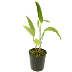 yԂȂz vE^X XgN^ Pths.stricta  3 20cm JԃTCY(BS)