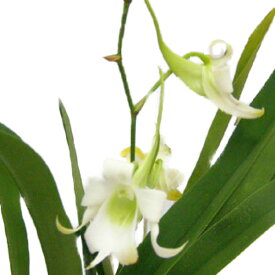 【花なし株】 ソベンニコフィア ロブスタ Sbk.robusta 原種 4号鉢 30cm 開花サイズ(BS)1086