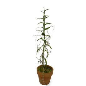 楽天市場 アングレカム 花 観葉植物 花 ガーデン Diy の通販