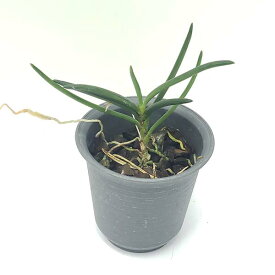 楽天市場 アングレカム 鉢花 花 観葉植物 花 ガーデン Diyの通販