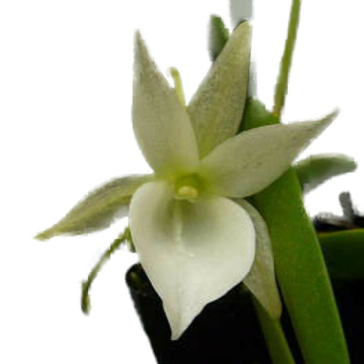 楽天市場 花なし株 アングレカム レオニス Angcm Leonis 原種 芳香あり 2 5号鉢 cm 開花サイズ Bs 渥美洋らんセンタースズキラン園