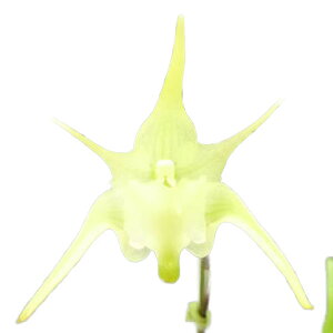 yԂȂz GeX OfBtX Aerth.grandiflorus  3 25cm JԃTCY(BS)3959-81698-2