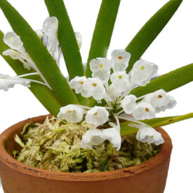 楽天市場 アングレカム 鉢花 花 観葉植物 花 ガーデン Diyの通販