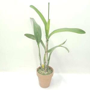 yԂȂz JgAZ pVtBbN~bV eG{[Vf Ctt.(Lc.)Pacific Mission eEvolutionf SM/JOGA z 4 50cm JԃTCY(BS)23953