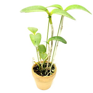 【花なし株】 カトレア アメジストグロッサム セルレア C.amethystoglossum var. coerulea 原種 5号鉢 60cm 開花サイズ(BS)24145