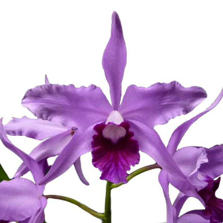 楽天市場 花なし株 カトレア プルケリマ ビーチバレーガール C L Pulcherrima Beach Valley Girl 交配種 4号鉢 60cm 開花サイズ Bs 渥美洋らんセンタースズキラン園